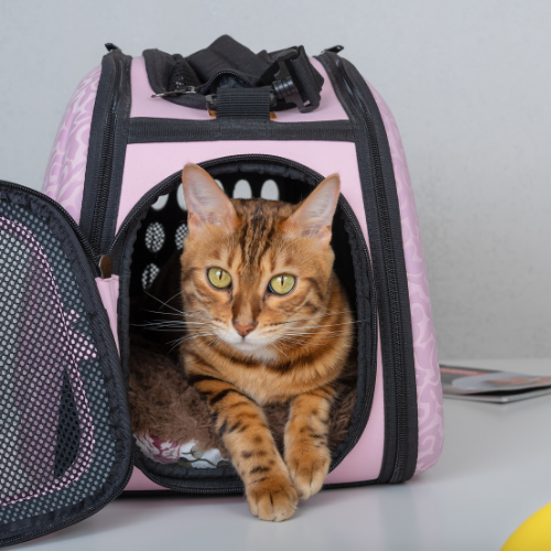 Pet Carriers and Strollers