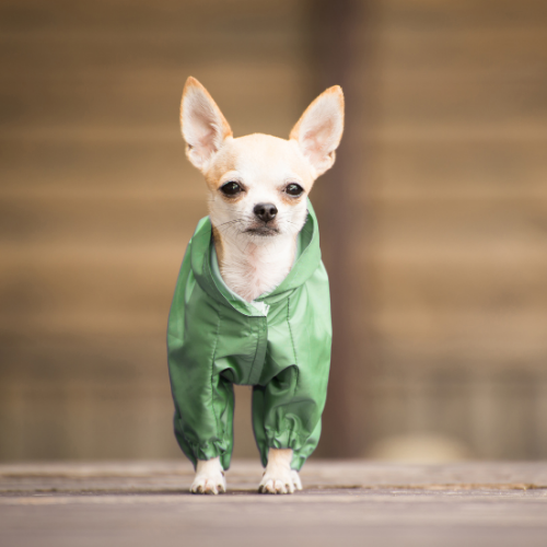 Pet Accessories