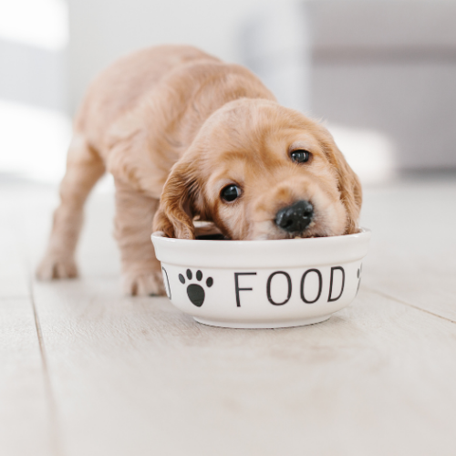 Pet Bowls