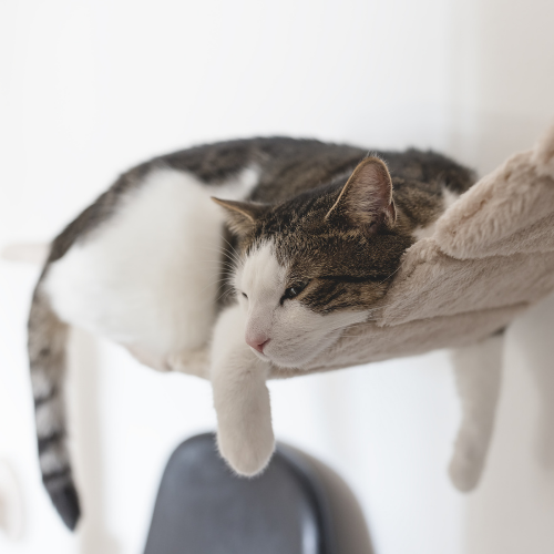 Pet Beds