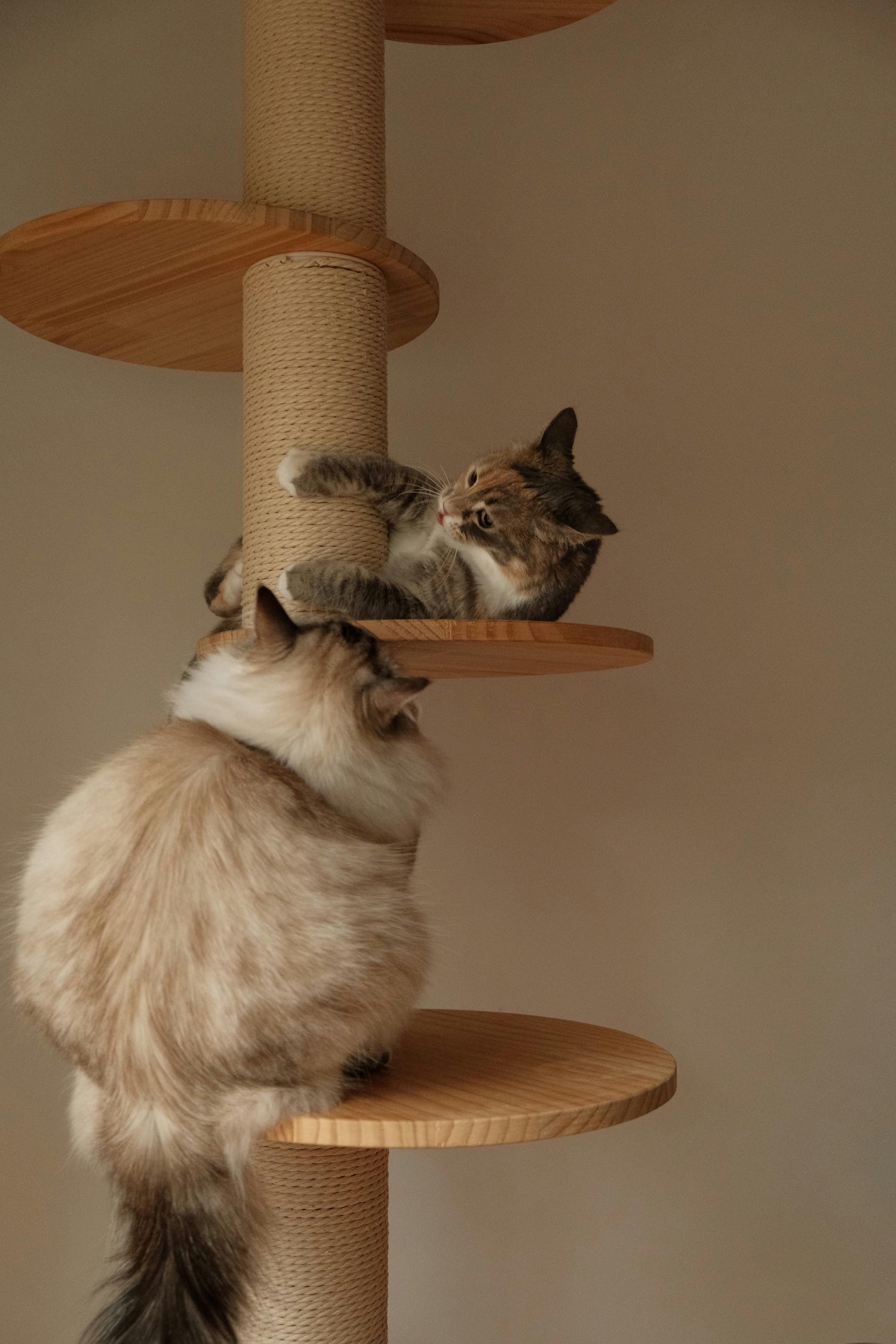 Pet Towers