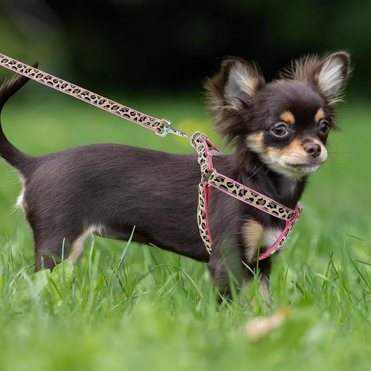 Leopard Print Dog Harness Leash Collar Set Adjustable No Pull For Small Pet